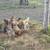 Laying Hens 6 thumbnail