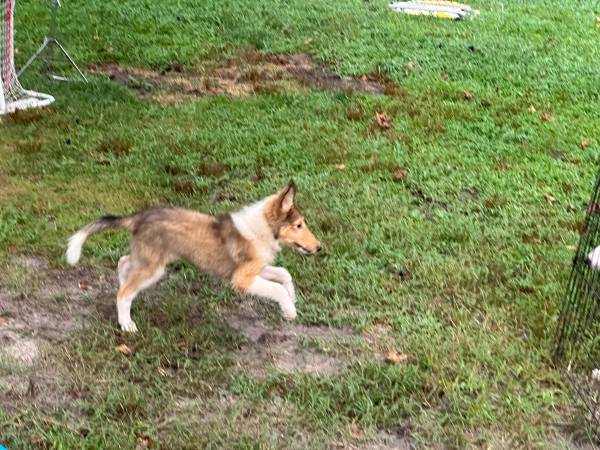 Collies63872576430081123