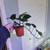 Various Houseplants available 8 thumbnail