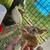 Quail eggs 3 thumbnail