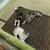 In search of a good home - rehoming kittens 2 thumbnail