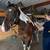 Paint Mare 3 thumbnail