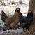 Chicken 🐔 Laying Hens or Rooster 🐓 5 months Americana * EE * RIR 6 thumbnail