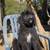 Rehoming Bernedoodles 2 thumbnail