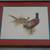 Print Charles E. Murphy "Ring Neck Pheasant" 1 thumbnail