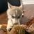Husky / German shepherd puppies 6 thumbnail