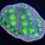 Hollywood chalice coral frag 1 thumbnail