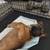 Puppies (German Shepard Mix) 2 thumbnail