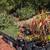 Low Maint. Plants/Plant Pots 3 thumbnail