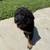 German shep pups 4 thumbnail