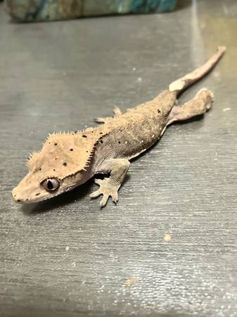 Gecko (Downey)63869929064577120