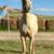 Horse AQHA Yearling Gelding  *Reduced* 4 thumbnail