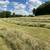 2025 Hay bales - Horse Quality 1st cutting 2 thumbnail