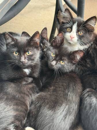 Kittens (Oregon city)63958423499394123