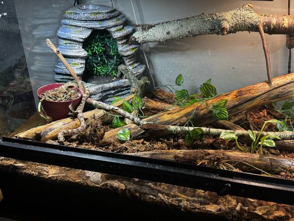 Male Conda 100% het Albino Hognose (Cumming)63739435136513122