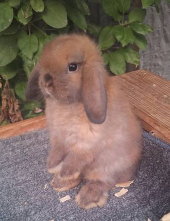 Hollandlop - 130 $ (Zanesville)