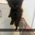 Kittens 1 thumbnail