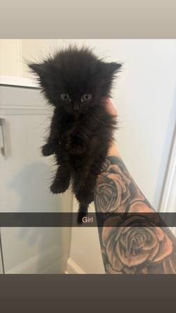 Kittens 1