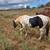 Black & White Paint Mare 2 thumbnail
