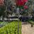Crepe Myrtle Tree 8 thumbnail
