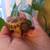 Russian Tortoises - Captive Born 1 thumbnail