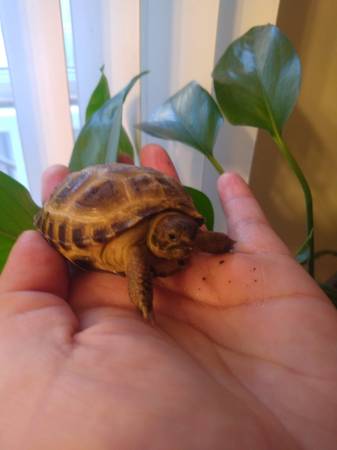 Russian Tortoises - Captive Born 1
