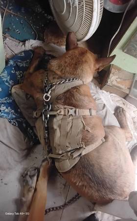 Animal Rights Attorney Wanted 1