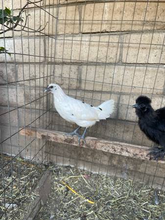 Ayam cemani& zombie chickens 1
