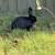 Meat rabbits 6 thumbnail