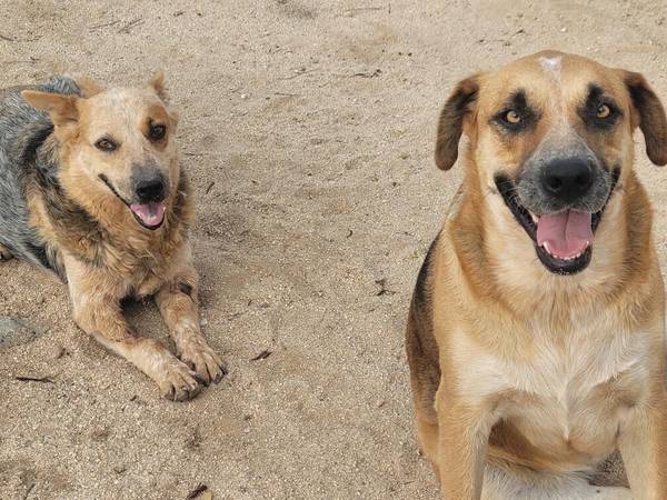 Bonded Females need New Home 1