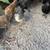 Laying hens & rabbits 2 thumbnail