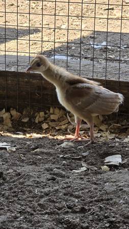 1 Peacock and 3 Turkey - $110 (Dale tx)63471406160899120