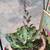 New succulent  arrangements 3 thumbnail