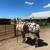 Pack Mule 3 thumbnail