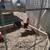 Game Chickens 9 thumbnail
