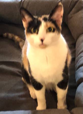 A program for the lifetime care of older or less adoptable cats. 1