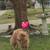 Chow chow 1 thumbnail