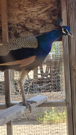 Peacocks 1