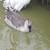 African Grey Gander Juvenile 6 thumbnail