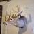 White tail deer Mount 2 thumbnail