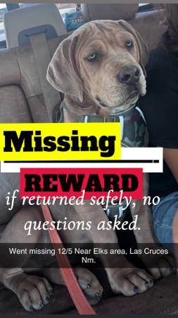 $REWARD$ MISSING PUP 1