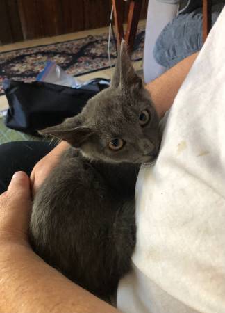 Kitten to good home 1
