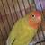 Lovebird 1 thumbnail