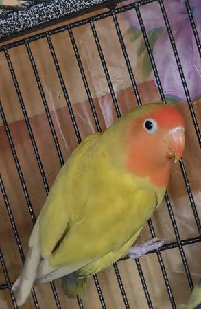 Lovebird 1