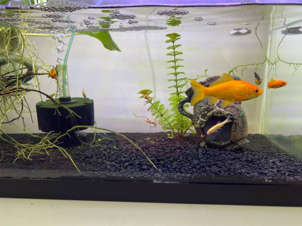 Freshwater Fish for Sale 1