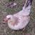 American Gamefowl grey pullets & cockerels 7 thumbnail