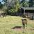 Beef Calves: 3 steers and 1 heifer 2 thumbnail