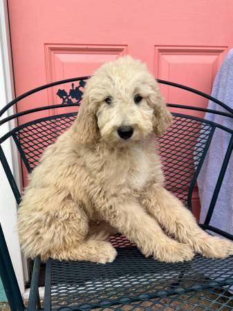 Buscando hermanos de nuestras mascotas (Sunnyvale)