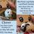 Mini Plush Lop/Holland Lop, Lionlop/Holland, and Mini Rex Rabbits 7 thumbnail