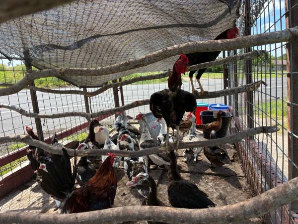 Patos y gallos 1